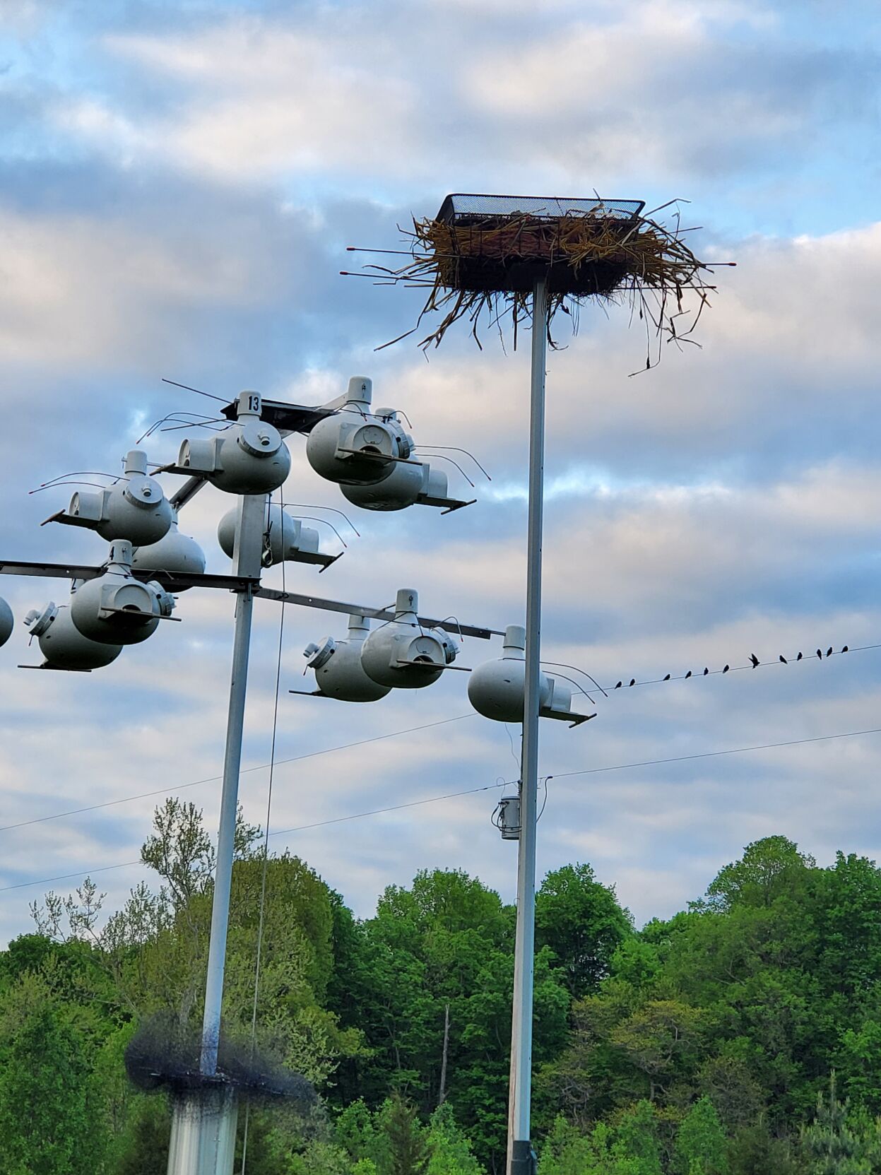 Purple Martins
